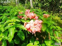 -放鸡岛生态旅游国际度假区