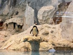 -帝企鹅自助餐厅•儿童岛•真企鹅(长隆企鹅酒店)