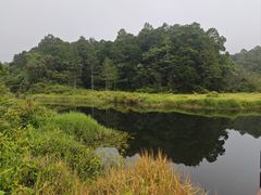 -海南热带雨林国家公园吊罗山景区