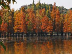 -白鹭湾湿地公园