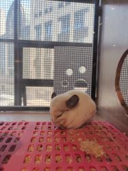 -Moni星球萌宠·小马宝莉·灵蛇·高端高阶全萌宠互动体验俱乐部(红豆国际广场店)