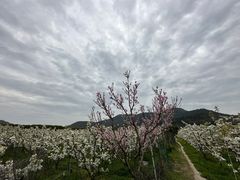 -树山生态村