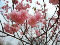 -天适樱花悠乐园