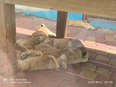 -大连森林动物园