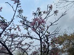 -海珠湖公园