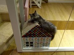 -70cat德文卷毛猫·缅因猫纯种猫舍