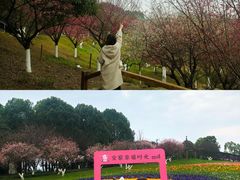 -秀丽东方
