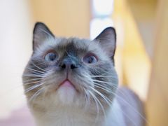 -李小姐の猫咖啡馆(五角场店)