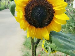 -北纬44度·金珠花海休闲农业旅游景区