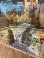 -卡通尼·Safari非洲探索乐园·生日会(金桥国际商业广场店)