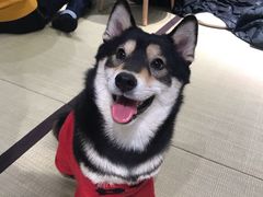 -逗柴咖啡屋·狗咖猫咖宠物桌游