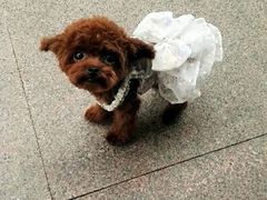 -Oh My Dog宠物沙龙(伊珊娜皮毛护理店)