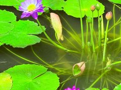 -国家植物园南园