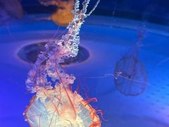 -上海海昌海洋公园