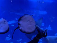 -烟台海昌鲸鲨海洋公园