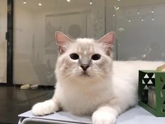 -米宠家·撸猫猫咖·专业洗猫·猫咪寄养(高新大都荟店)