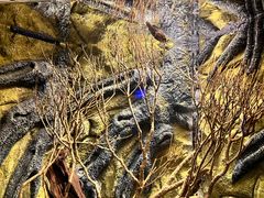 -上海海洋水族馆