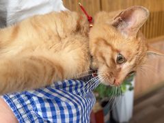 -四姑娘山阿巴郎·藏式花园餐厅