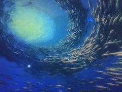 -烟台海昌鲸鲨海洋公园