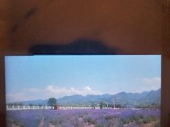 -曲江薰衣草庄园