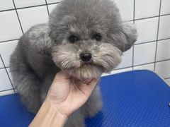 -唐小姐の猫狗洗护·购宠旗舰店(周浦万达店)