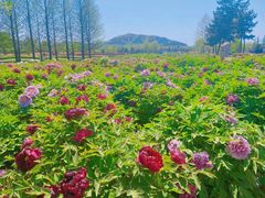 -羊亭河湿地公园