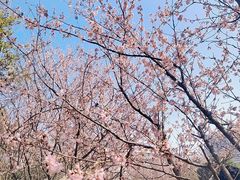 -武汉大学-樱园