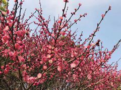 -千岛湖希尔顿休闲艇俱乐部