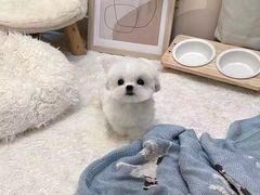 -萌宠之家·腊肠犬·马尔泰·小体犬舍