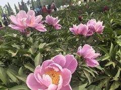 -洛阳市隋唐城遗址植物园