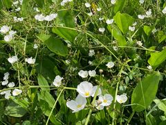 -广西壮族自治区药用植物园
