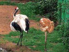 -西霞口神雕山野生动物世界