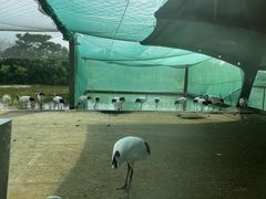 -盐城丹顶鹤湿地生态旅游区