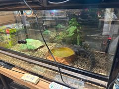 -酷以爬仙阁实体爬宠店·守宫·蜥蜴·专业繁育