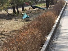 -北京麋鹿生态实验中心