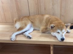 -是阿柴呀！柴犬咖啡·爱喵喵猫咖