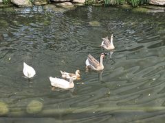 -活水公园