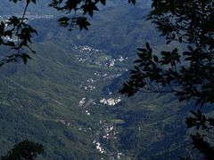 -天目山大树王景区