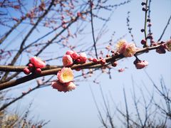 -香雪海