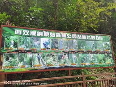 -西双版纳原始森林公园