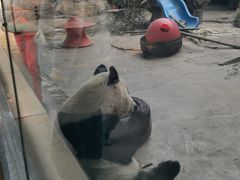 -石家庄市动物园