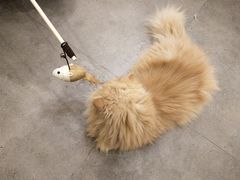 -飞行喵MR PILOT|猫舍·猫咖(静安大融城店)