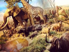 -陕西自然博物馆