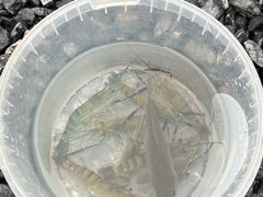 -DGE季风钓虾营地·团建·聚会