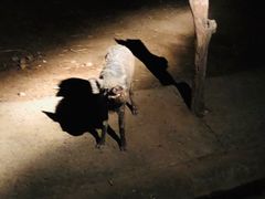-清迈夜间动物园