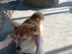 -柴犬高等学院·狗咖·柴犬售卖·宠物训练