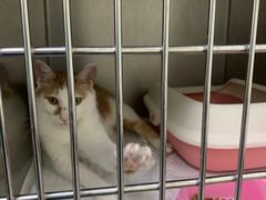 -安安宠医·安宠宠物医院