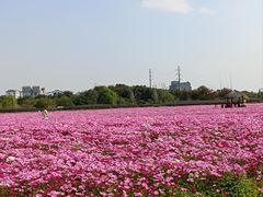 -径山花海