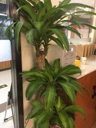 -兰瑜伽·普拉提