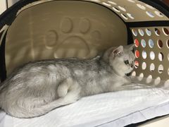 -宠颐生中康贝怡动物医院